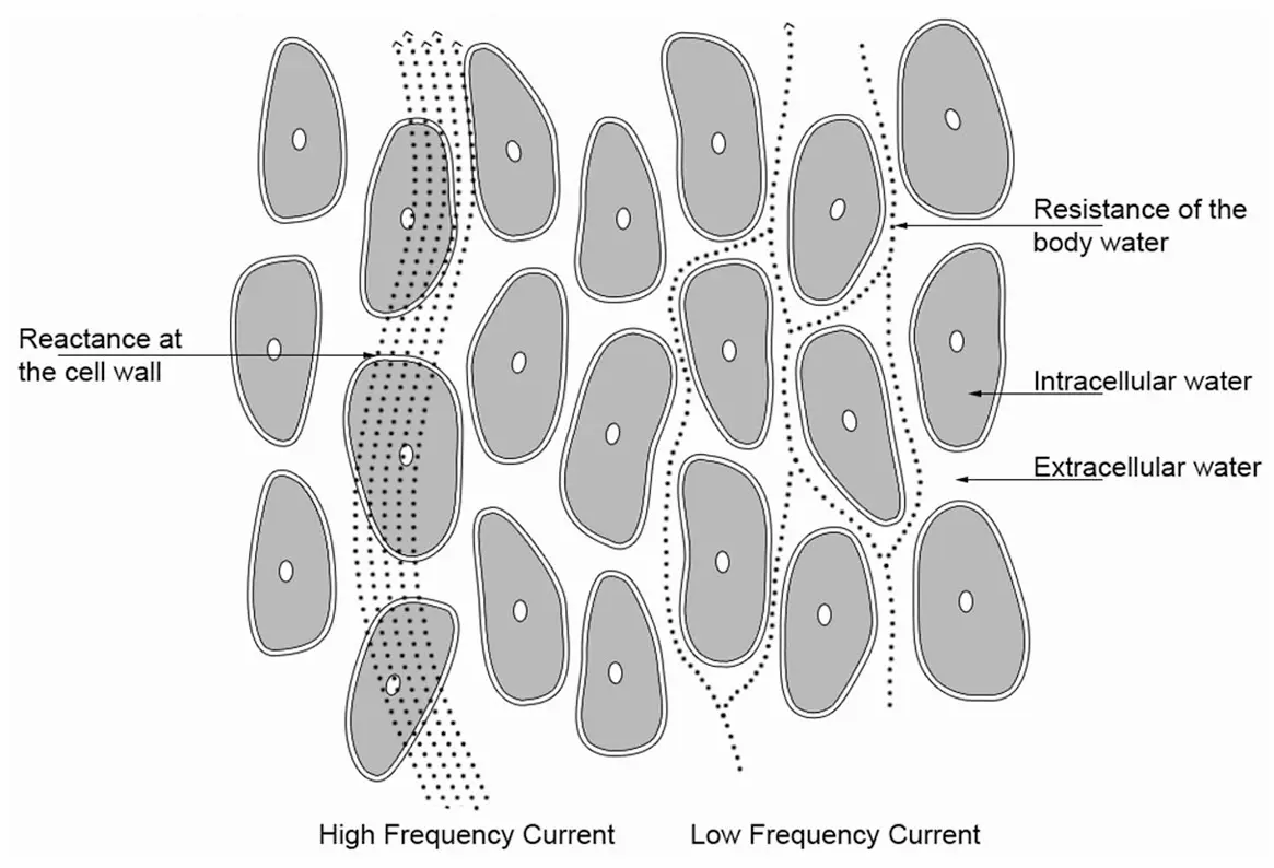 Resistance and Reactance in BIA