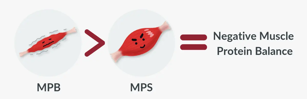 Negative Muscle Protein Balance